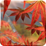 autumn tree free android application logo